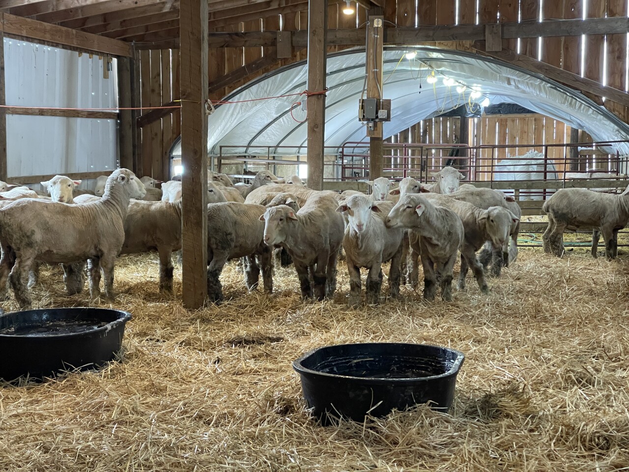 montana sheep producer